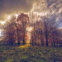 Buy canvas prints of  The Copse by Nigel Bangert