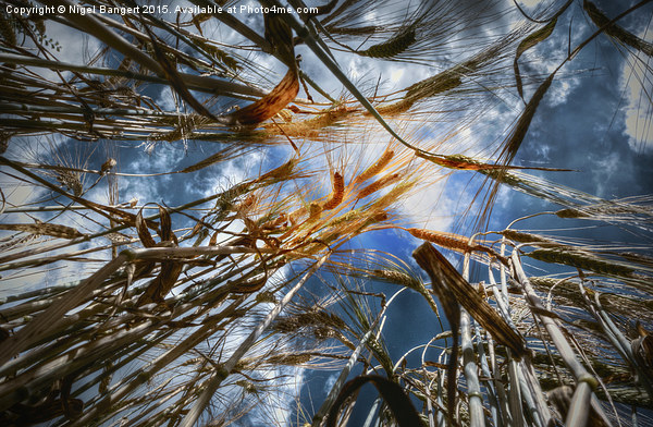  Wheat Field Picture Board by Nigel Bangert