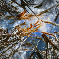Buy canvas prints of  Wheat Field by Nigel Bangert