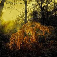 Buy canvas prints of  Winter Sunlight by Nigel Bangert
