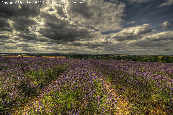  Lavender Field Picture Board by Nigel Bangert