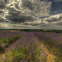 Buy canvas prints of  Lavender Field by Nigel Bangert