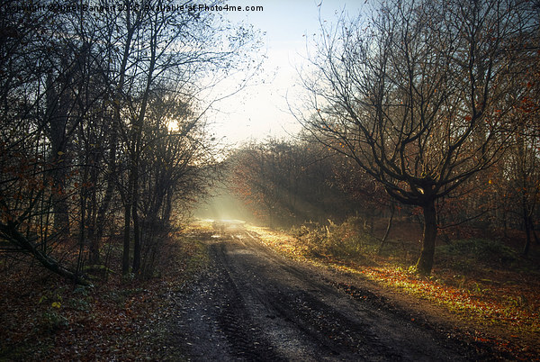  Winter Path Picture Board by Nigel Bangert