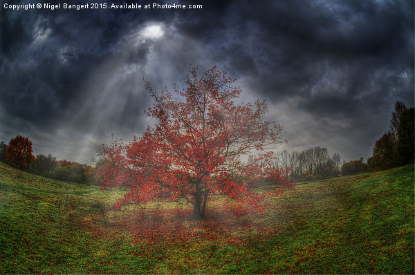  Autumn Tree Picture Board by Nigel Bangert