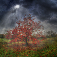 Buy canvas prints of  Autumn Tree by Nigel Bangert