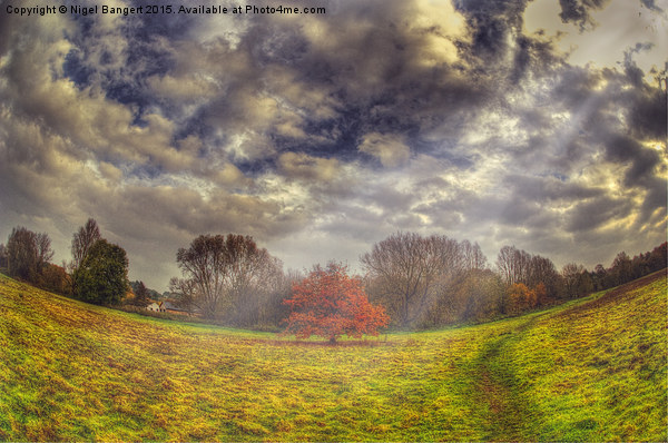   Autumn Tree Picture Board by Nigel Bangert