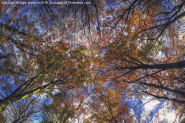  Autumn Tree Canopy Picture Board by Nigel Bangert