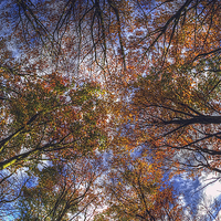Buy canvas prints of  Autumn Tree Canopy by Nigel Bangert