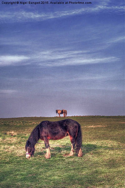  Ponies on Harlow Common Picture Board by Nigel Bangert
