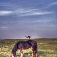 Buy canvas prints of  Ponies on Harlow Common by Nigel Bangert