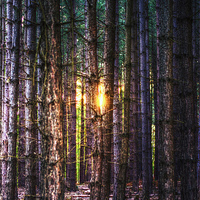 Buy canvas prints of  A Light in the Trees by Nigel Bangert