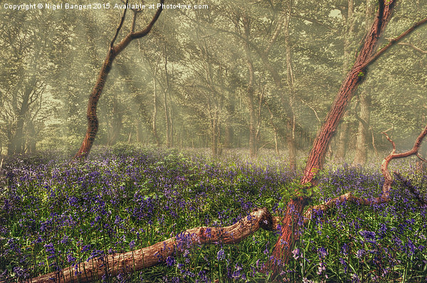  Bluebell Woods Picture Board by Nigel Bangert