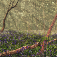 Buy canvas prints of  Bluebell Woods by Nigel Bangert