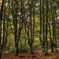 Buy canvas prints of  Epping Forest by Nigel Bangert