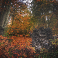 Buy canvas prints of  Fallen Tree by Nigel Bangert