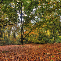Buy canvas prints of  Forest Clearing by Nigel Bangert