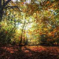 Buy canvas prints of Sunlight Through Autumn Leaves by Nigel Bangert