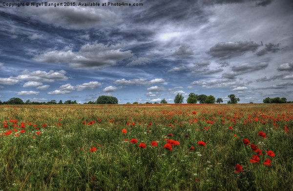  Essex Poppy Field Picture Board by Nigel Bangert