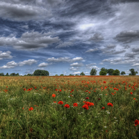 Buy canvas prints of  Essex Poppy Field by Nigel Bangert