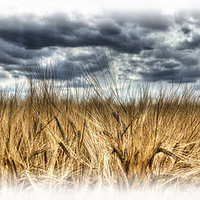 Buy canvas prints of Wheat by Nigel Bangert