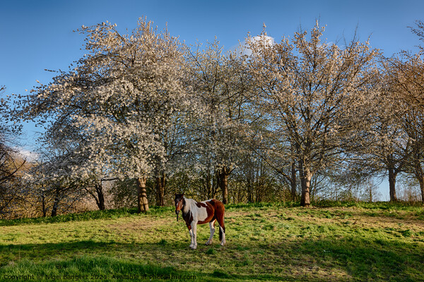 Spring Pony Picture Board by Nigel Bangert