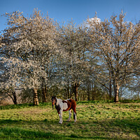Buy canvas prints of Spring Pony by Nigel Bangert