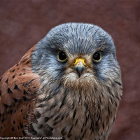 Buy canvas prints of Common Kestrel by Ben Hirst