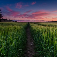 Buy canvas prints of Barley Beauty by Ben Hirst