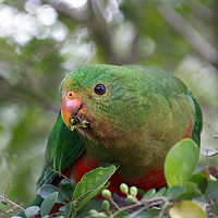 Buy canvas prints of Juvenile Male Australian King Parrot  by Alison Johnston