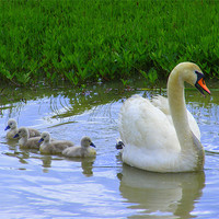 Buy canvas prints of Mummy Swan and her babies by Ali Kernick
