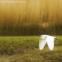 Buy canvas prints of Little Egret in Flight by Terri Waters