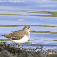 Buy canvas prints of Common Sandpiper by Terri Waters