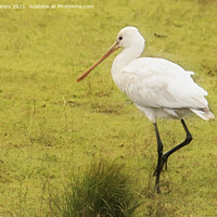 Buy canvas prints of Juvenile Spoonbill by Terri Waters