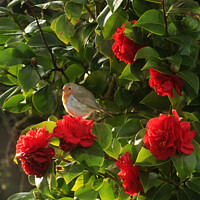 Buy canvas prints of Robin in the Camellia by Terri Waters