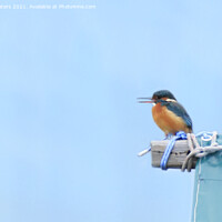 Buy canvas prints of Calling Kingfisher by Terri Waters
