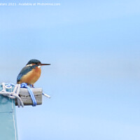 Buy canvas prints of Kingfisher by Terri Waters