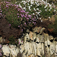 Buy canvas prints of Cornish Hedge by Terri Waters