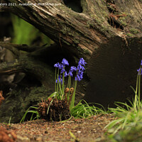 Buy canvas prints of Bluebells and Ferns by Terri Waters