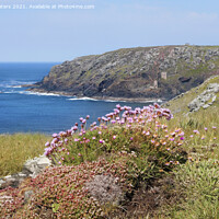 Buy canvas prints of Thrift at Botallack by Terri Waters