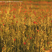 Buy canvas prints of Poppies and Oats by Terri Waters