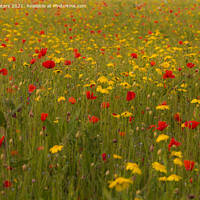 Buy canvas prints of Poppies and Corn Marigolds by Terri Waters