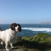 Buy canvas prints of Springer Spaniel Dog in Sennen Cove by Terri Waters