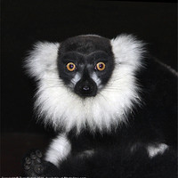 Buy canvas prints of Black and white ruffed lemur by Terri Waters
