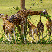 Buy canvas prints of A Muddle of Giraffes by Terri Waters
