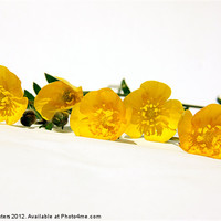 Buy canvas prints of 5 Bright Yellow Buttercups by Terri Waters