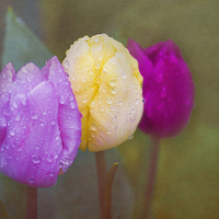 Buy canvas prints of Rainy Day Tulips by Terri Waters
