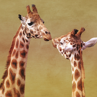 Buy canvas prints of   Je T'aime Giraffes by Terri Waters