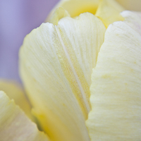 Buy canvas prints of  Cream Tulip by Terri Waters