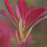 Buy canvas prints of  New Shoots by Terri Waters