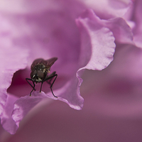 Buy canvas prints of  Fly On A Rhododendron by Terri Waters